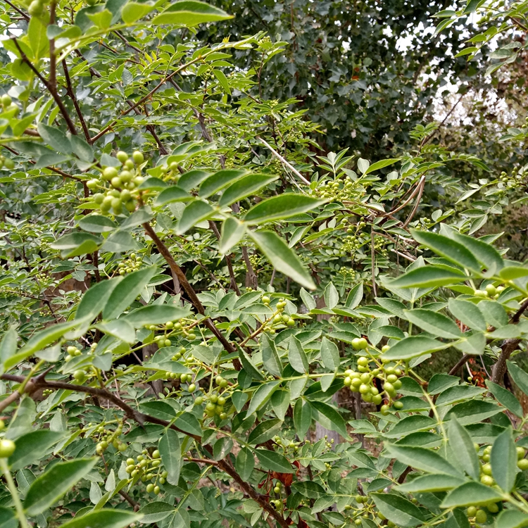 花椒苗高产金华市花椒苗