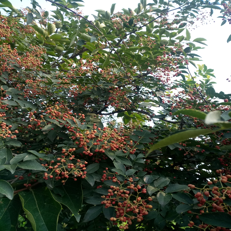 花椒苗价值咸阳市花椒苗果树修建