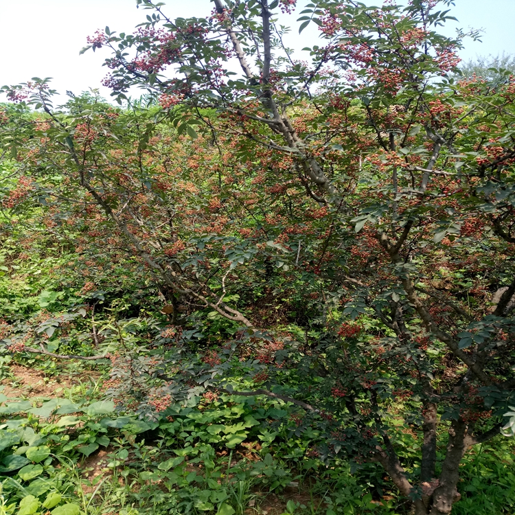 花椒苗新的格白山市花椒苗信息介绍