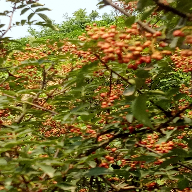 花椒苗基地朔州市花椒苗先测土后选苗