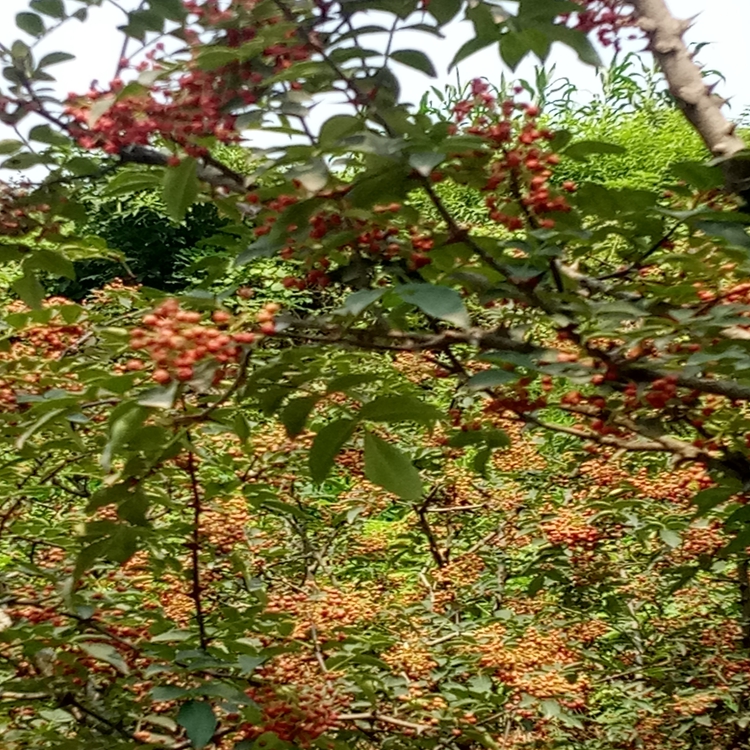 花椒苗价值咸阳市花椒苗果树修建