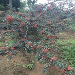 花椒苗大棚湿度松原市花椒苗先测土后选苗图片2