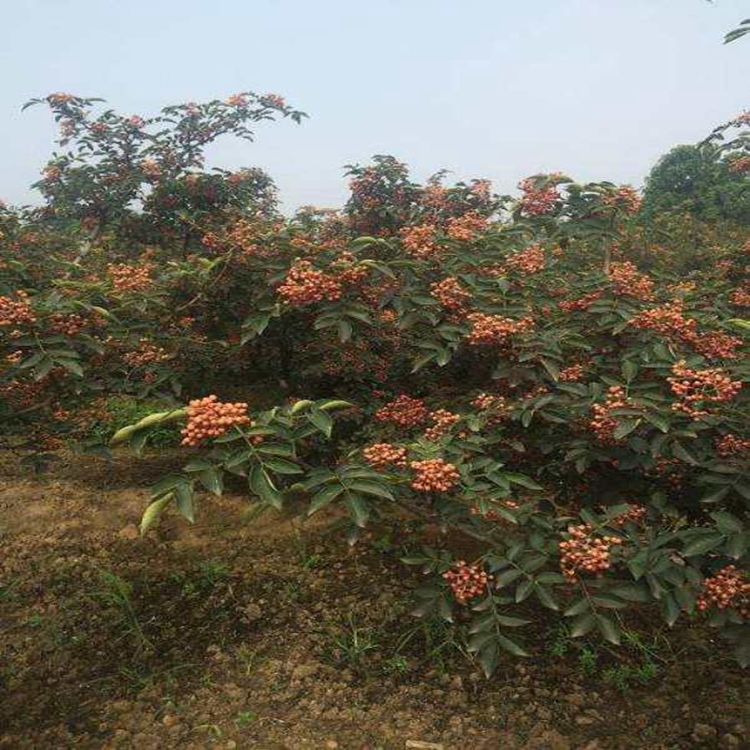 花椒苗高产金华市花椒苗