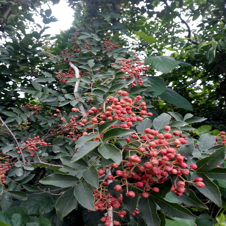 无刺花椒苗天津花椒苗苗圃