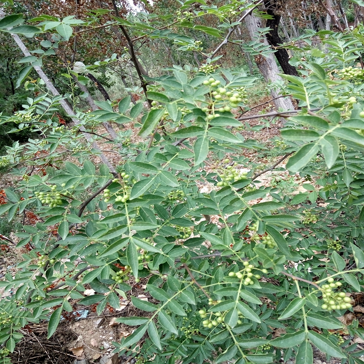 花椒苗下雨阳江市花椒苗诚心出售