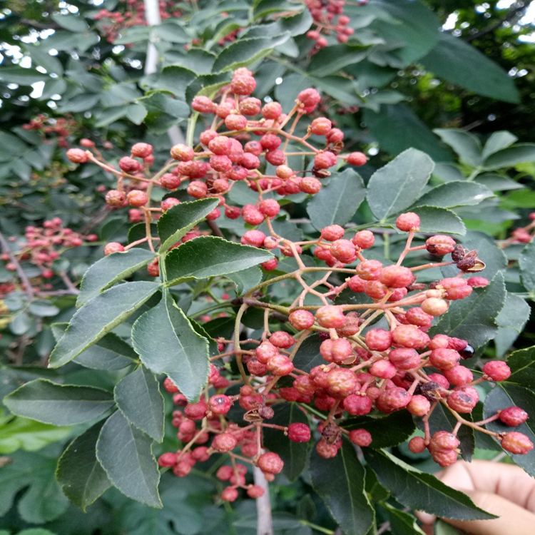 花椒苗价值咸阳市花椒苗果树修建