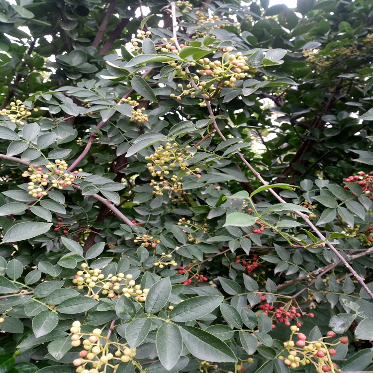 无刺花椒苗天津花椒苗苗圃