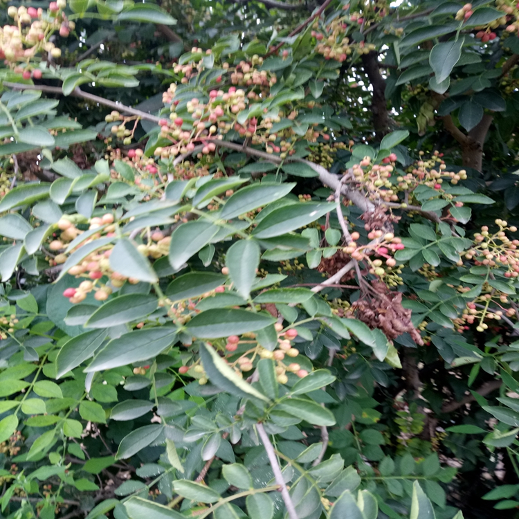 花椒苗新的格張家口市花椒苗花椒苗成活率高