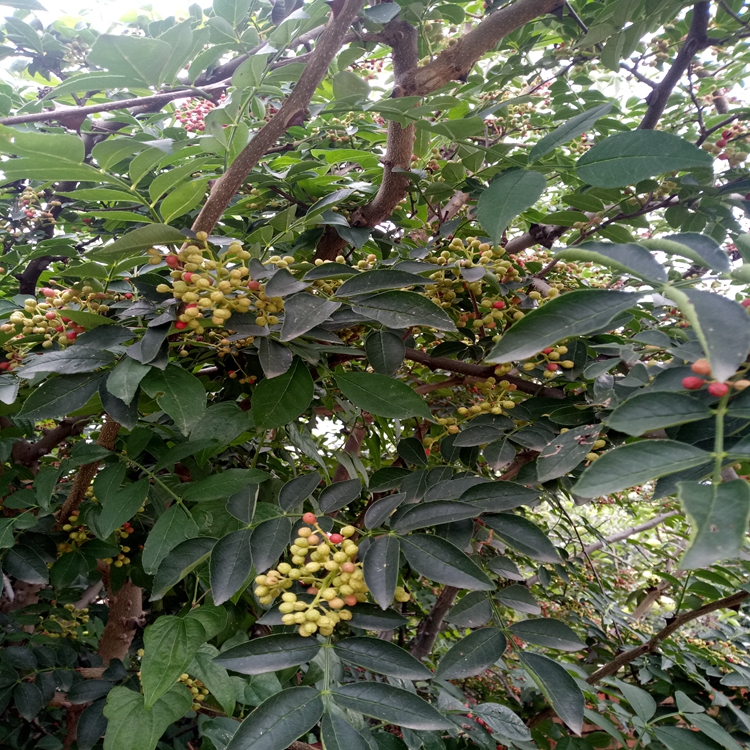 花椒苗高产金华市花椒苗