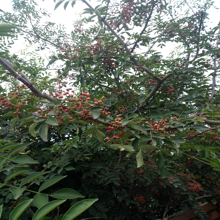 花椒苗长了齐齐哈尔市花椒苗花椒苗开花