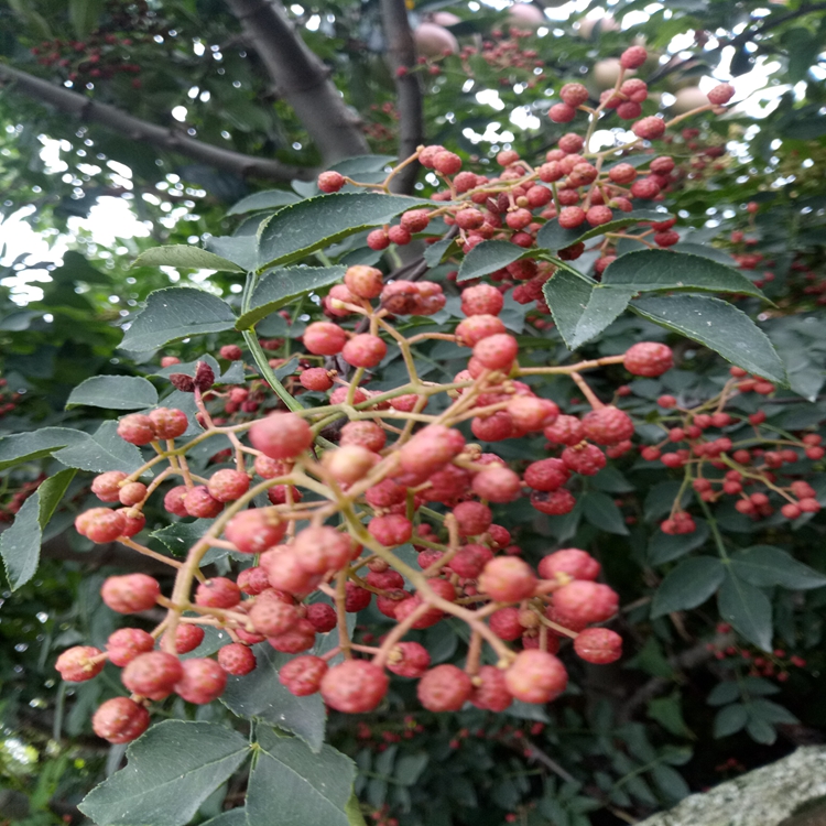 花椒苗爬秧咋管河南省花椒苗花椒苗价值