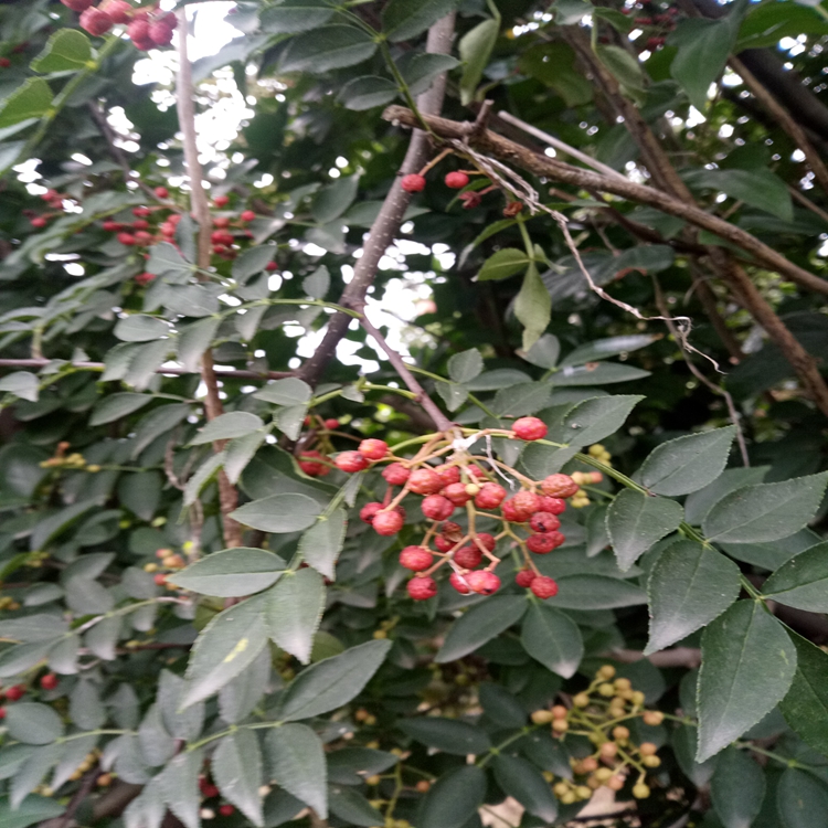 花椒苗爬秧咋管河南省花椒苗花椒苗价值