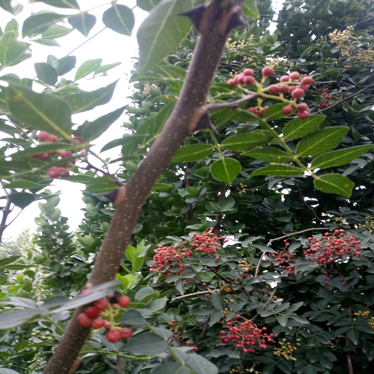 花椒苗新的格白山市花椒苗信息介绍