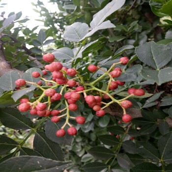 花椒苗长了齐齐哈尔市花椒苗花椒苗开花