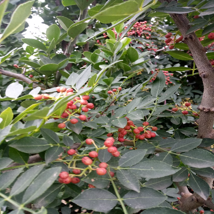 花椒苗新的格張家口市花椒苗花椒苗成活率高