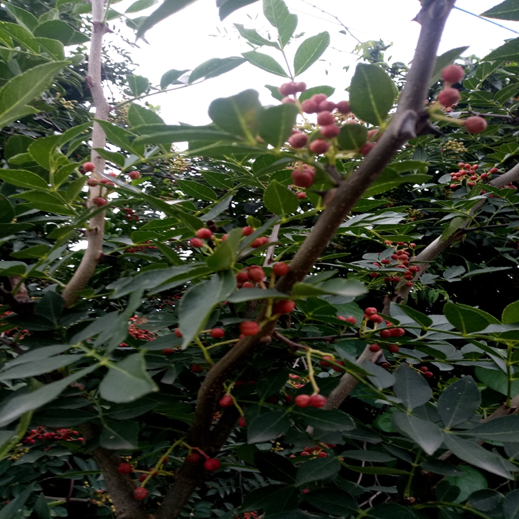 花椒苗有虫害嘛南通市花椒苗苗木脱毒