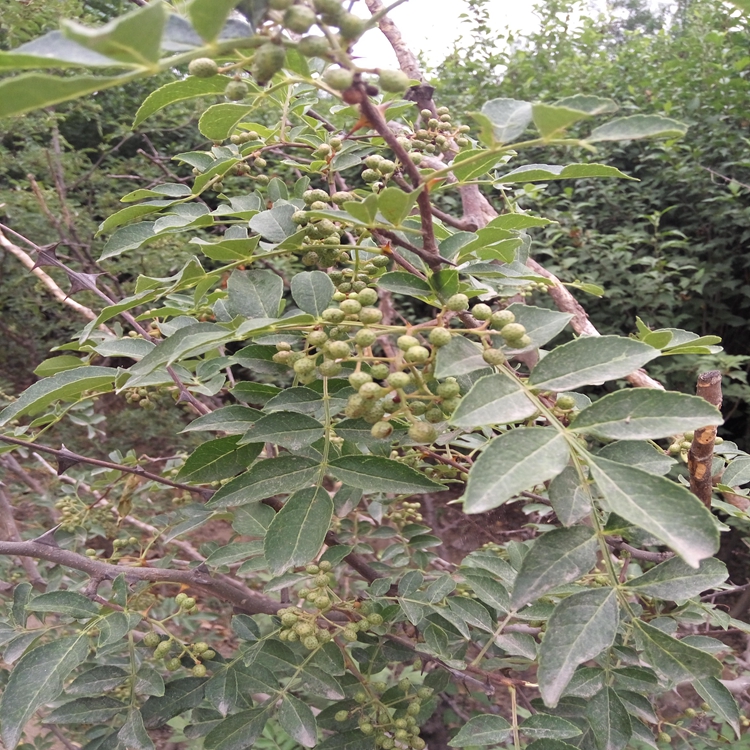 花椒苗价值咸阳市花椒苗果树修建