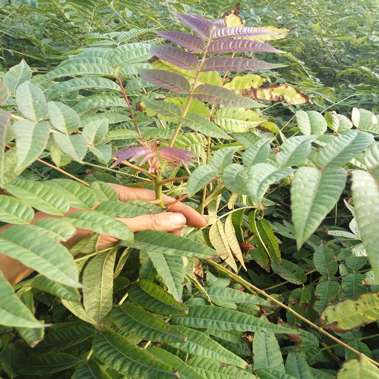 香椿苗哪里品质好山南地区香椿苗香椿苗好吃吗