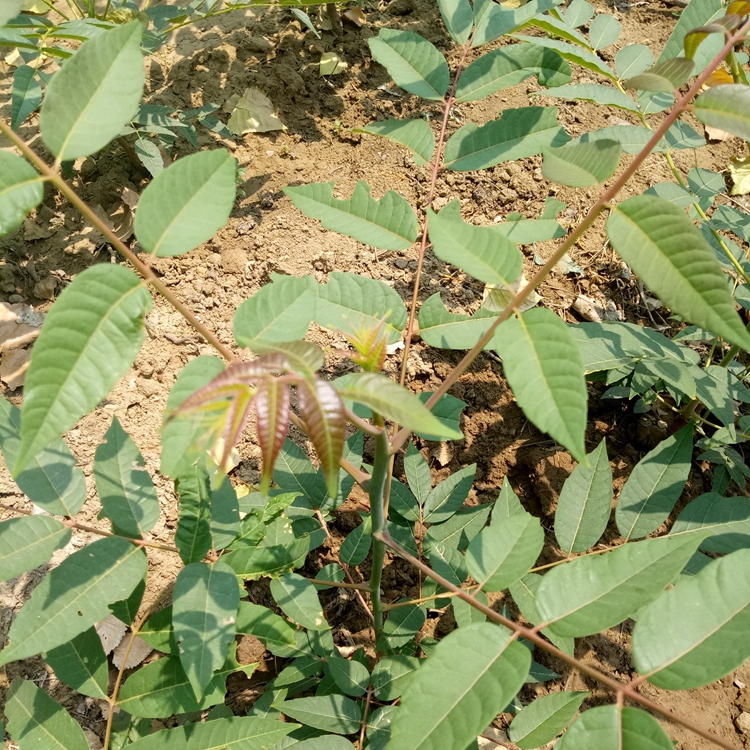 香椿苗钱一棵惠州市香椿苗苗圃提供