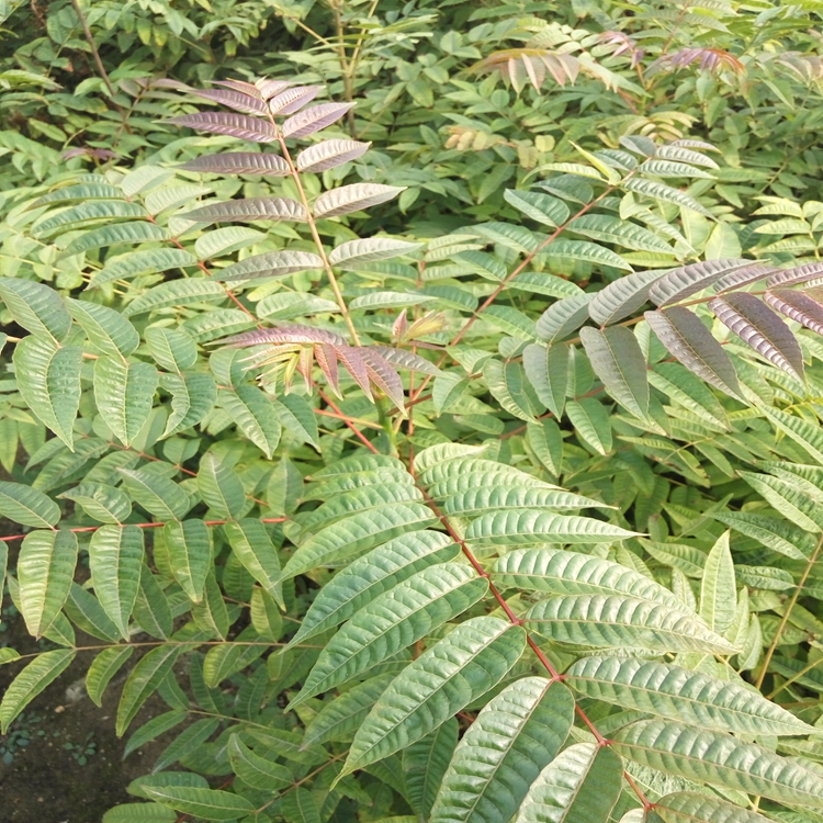 香椿苗新的格潍坊市香椿苗长势旺