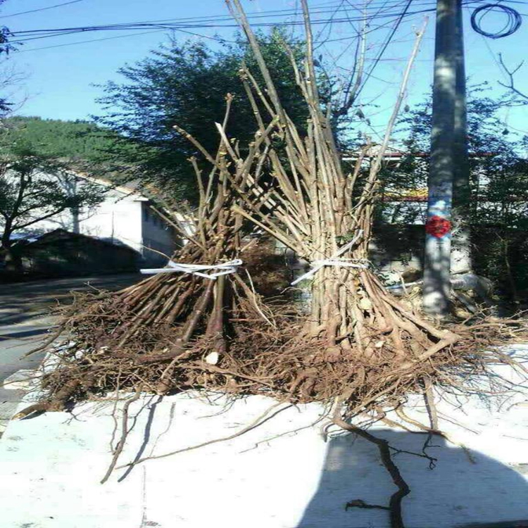 香椿苗价格汕头市香椿苗糖分大