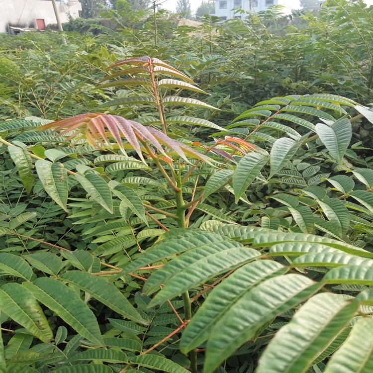 香椿苗基地三门峡市香椿苗中秋节成熟