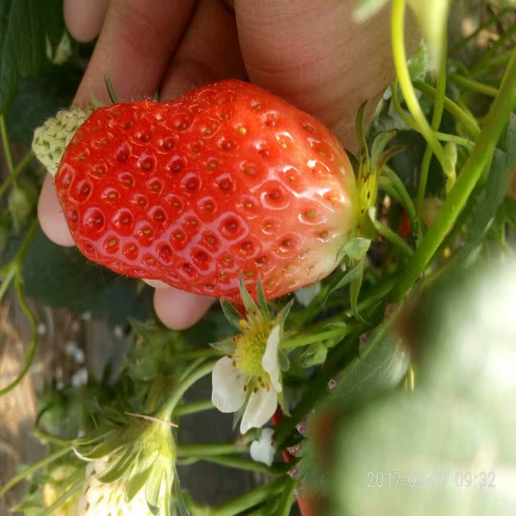 草莓苗品种全南平市草莓苗草莓苗批发