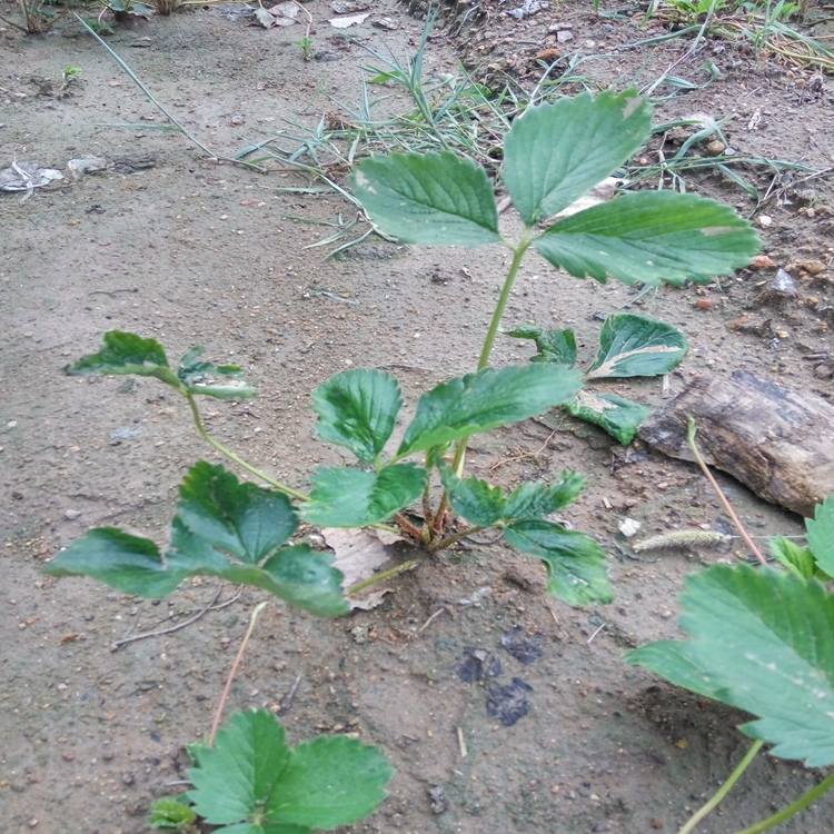 牛奶草莓草莓苗艾斯若草莓苗