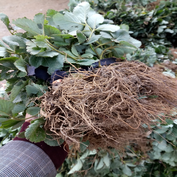 草莓苗科学授粉长治市草莓苗果实甘甜