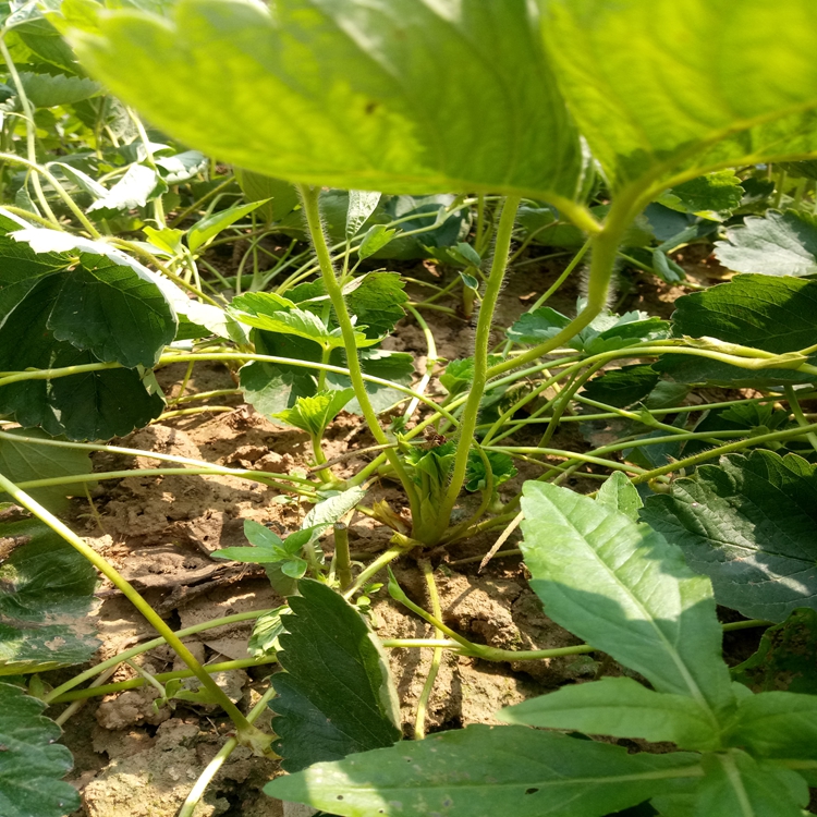 4年生草莓苗长多粗阜阳市草莓苗草莓苗成熟期