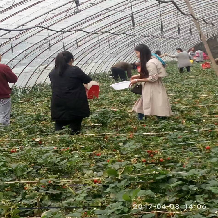 草莓苗科学授粉长治市草莓苗果实甘甜