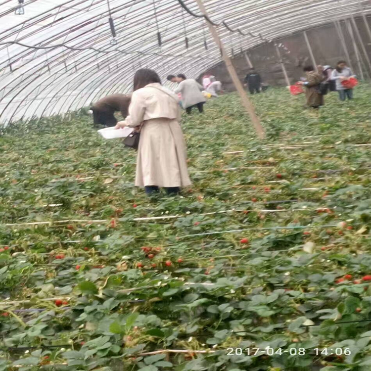 草莓苗品种全南平市草莓苗草莓苗批发