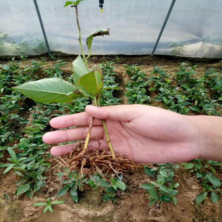 草莓苗高产常州市草莓苗草莓苗开花、