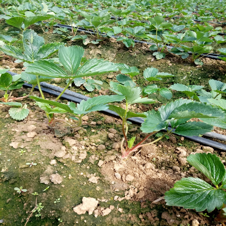 草莓苗科学授粉长治市草莓苗果实甘甜