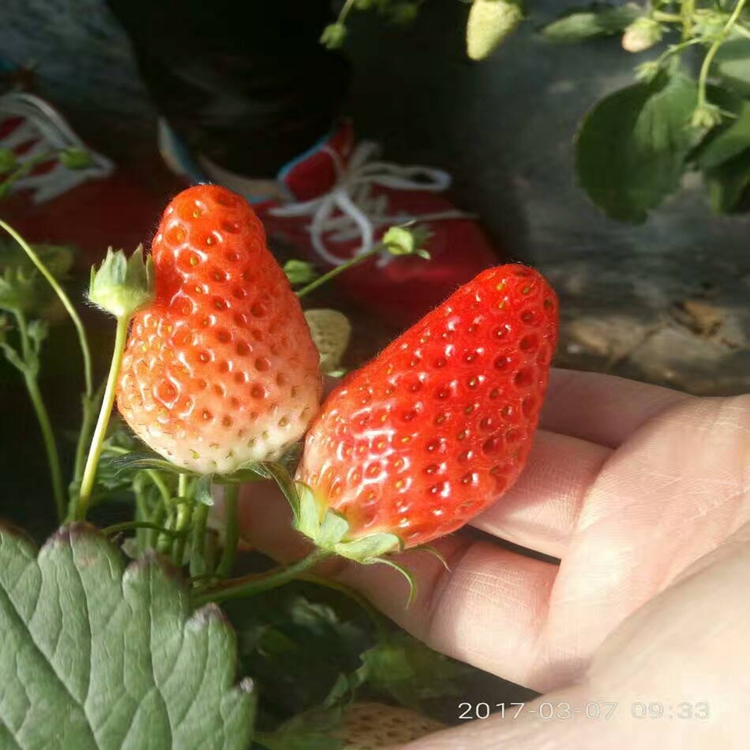 草莓苗科学授粉长治市草莓苗果实甘甜