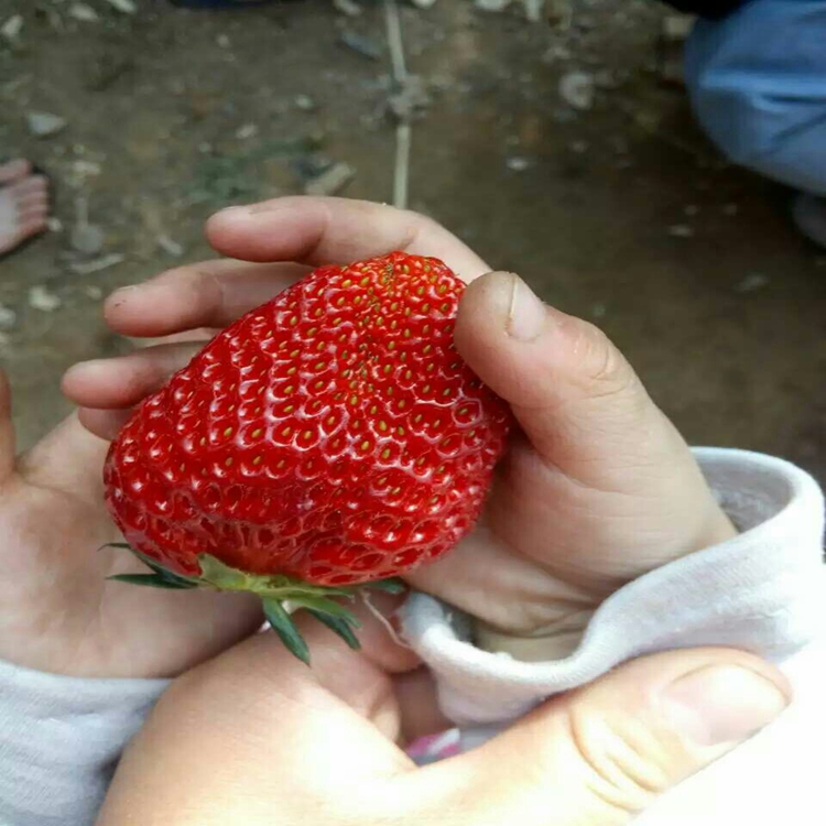 牛奶草莓草莓苗艾斯若草莓苗