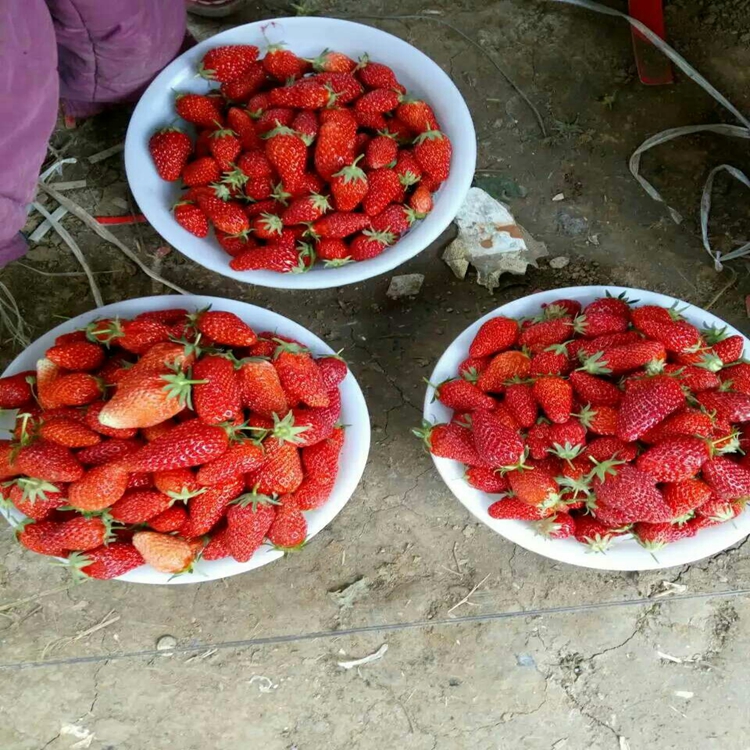 草莓苗高产常州市草莓苗草莓苗开花、