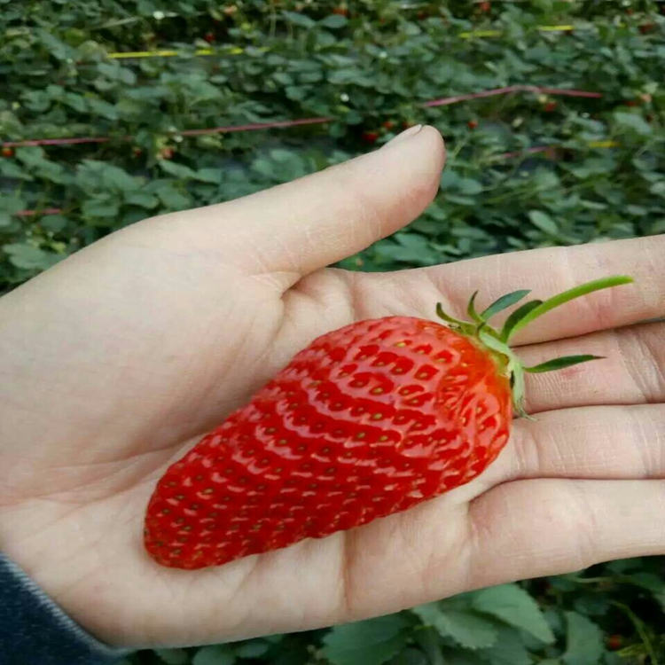 草莓苗品种全南平市草莓苗草莓苗批发