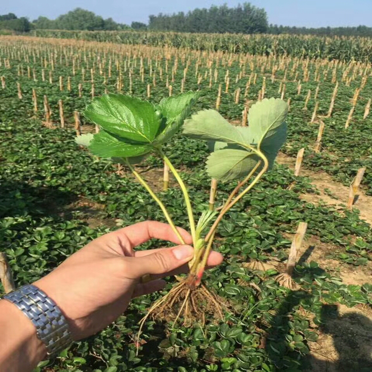 丰香草莓苗邢台市草莓苗草莓苗米径