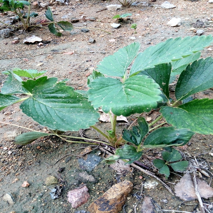 大红袍草莓苗,平凉市草莓苗甜查理草莓苗基地