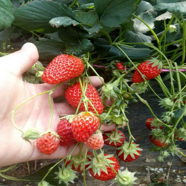 速生草莓苗晋中市草莓苗早果性强