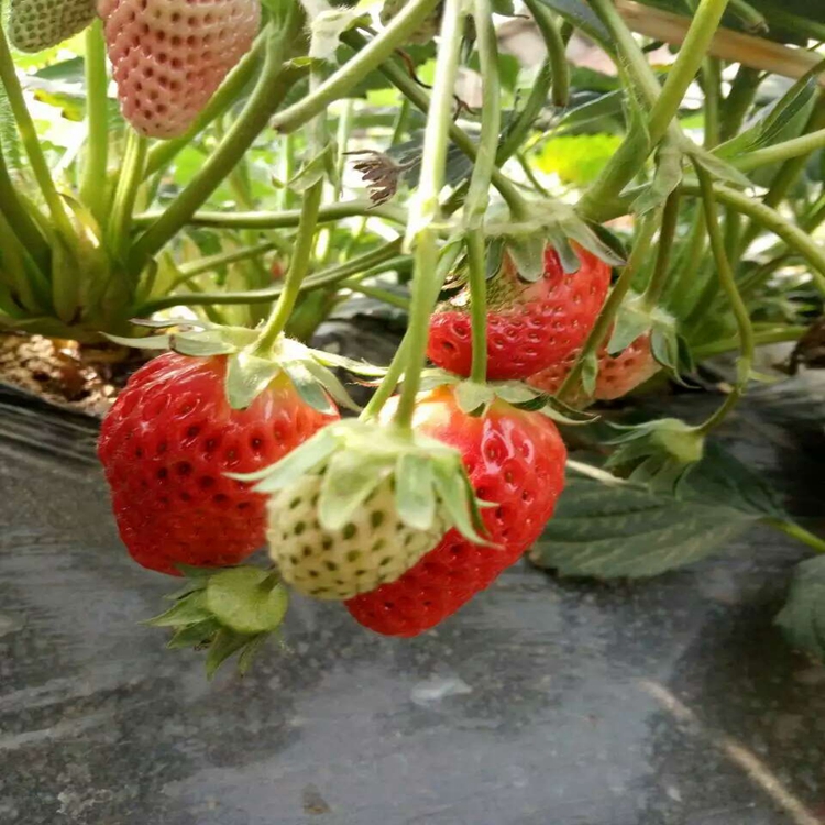 草莓苗高产常州市草莓苗草莓苗开花、