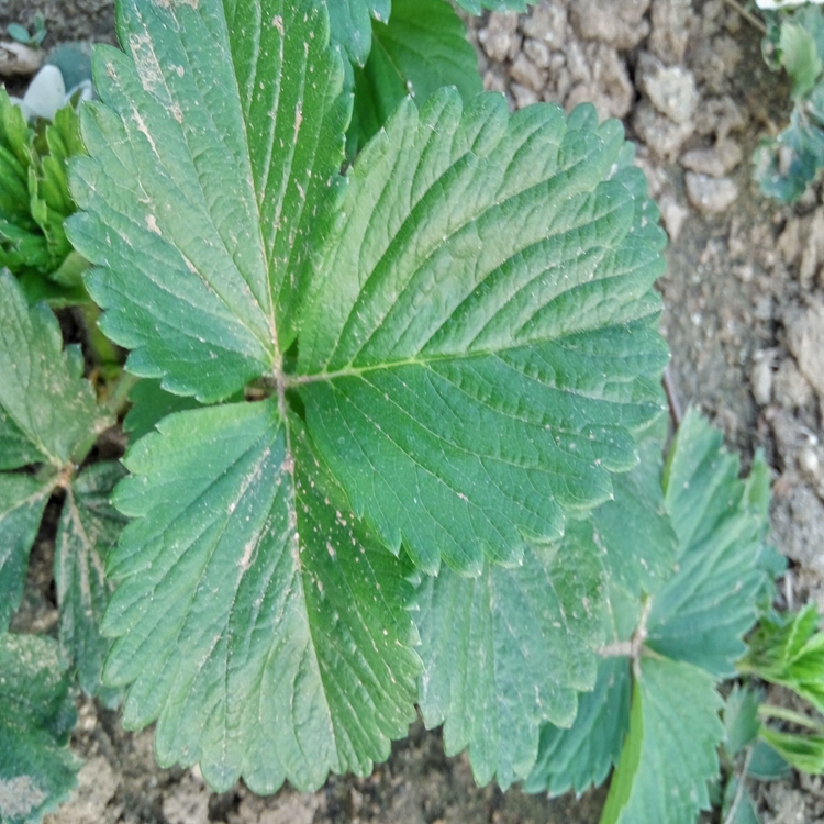 甘露草莓苗基地当年结果草莓苗3草莓苗厂家批发