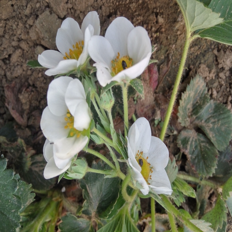 艾斯若草莓苗量大草莓苗几月份栽草莓苗市场走向