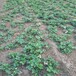 草莓苗精准施肥玉树藏族自治州草莓苗草莓苗几月份栽