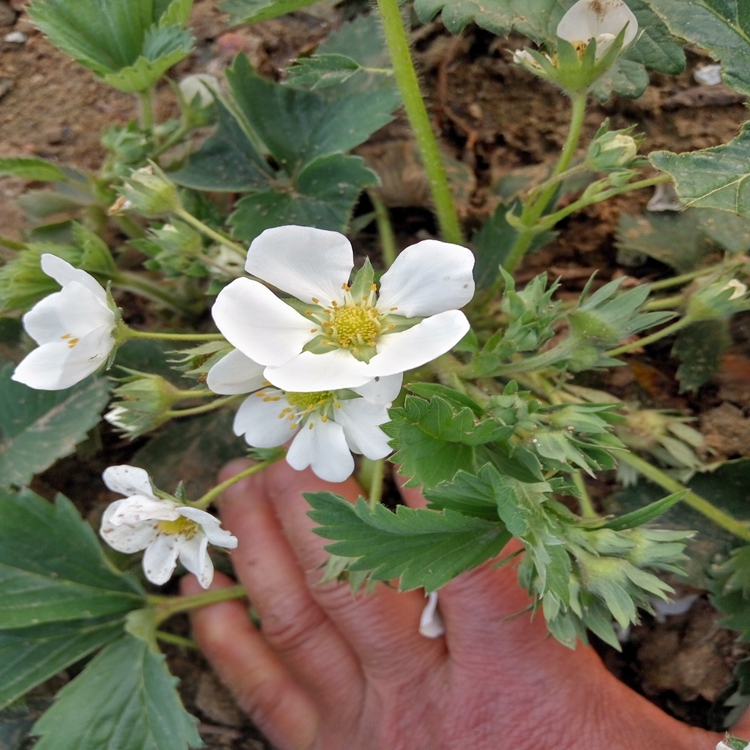 全草莓苗种植基地草莓苗繁育草莓苗批发商