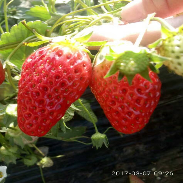 甘露草莓苗基地当年结果草莓苗3草莓苗厂家批发