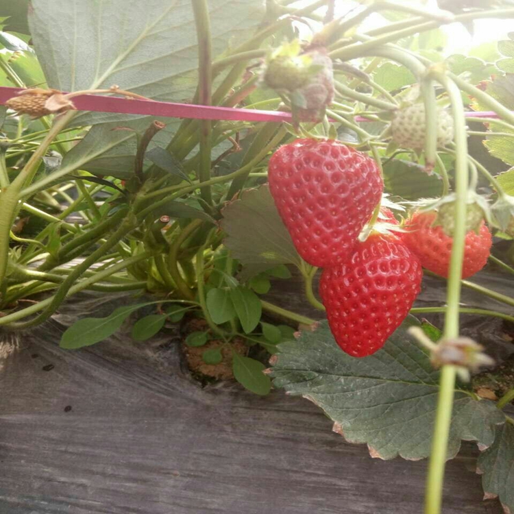 千禧红草莓苗种植草莓苗经销商,草莓苗哪家买