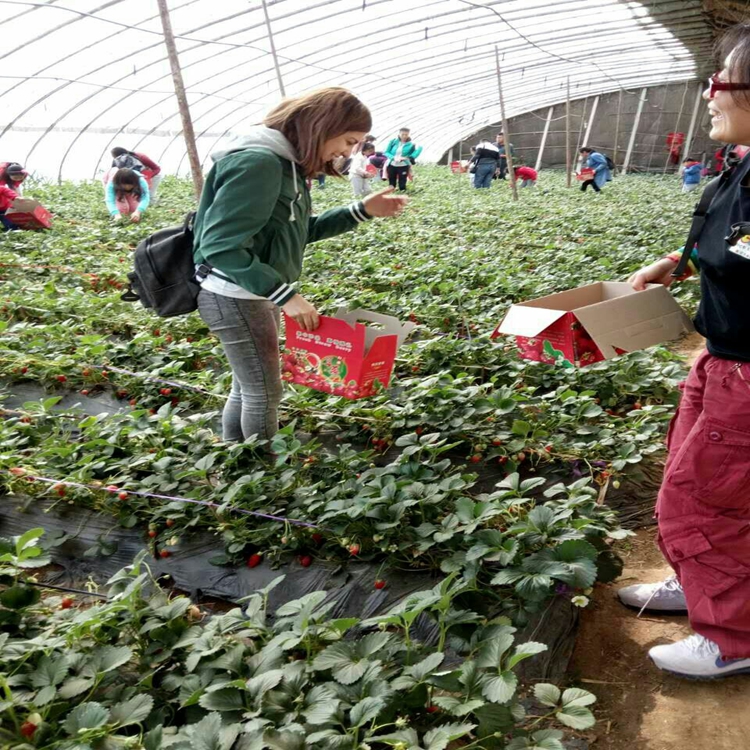 全草莓苗种植基地草莓苗繁育草莓苗批发商