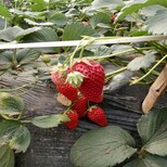 全草莓苗种植基地草莓苗繁育草莓苗批发商图片4